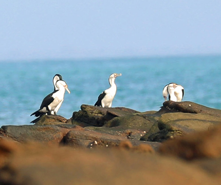 Pied Cormorant - image captured and supplied by Cecile Espigole.&nbsp;