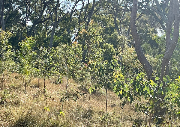 Point vernon revegetation media release 600x424 1