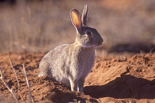 Rabbit