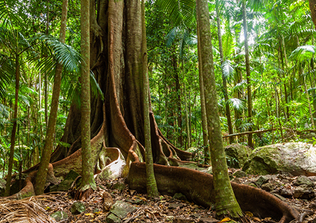 Rainforests