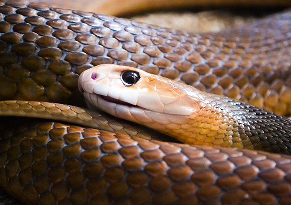 Reptiles of Fraser Coast - Tiapan