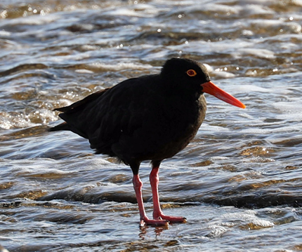 Sooty Oystercatcher - image captured and supplied by Cecile Espigole. 