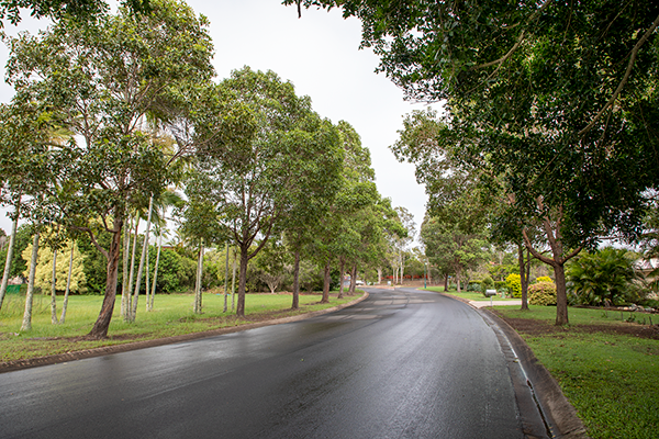 Street trees on Panorama  Drive, Dundowran