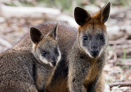 Swamp Wallaby