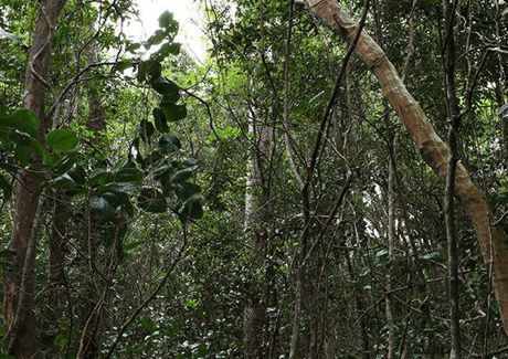 Takura Environmental Reserve