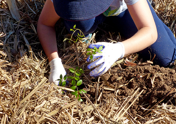 volunteer