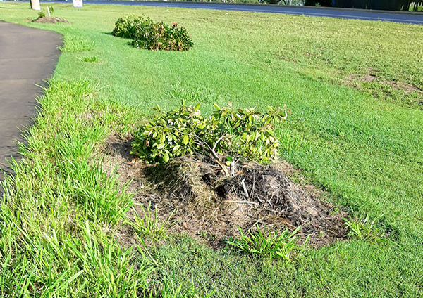 Unauthorised tree removal