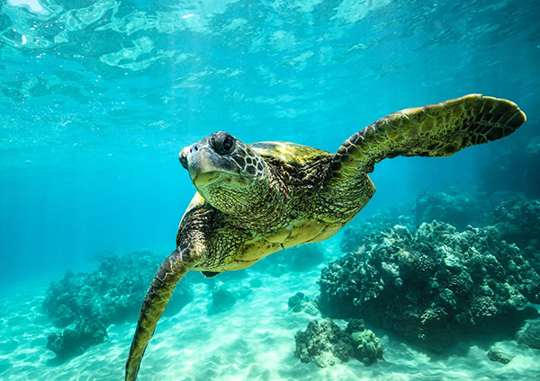 Turtle
