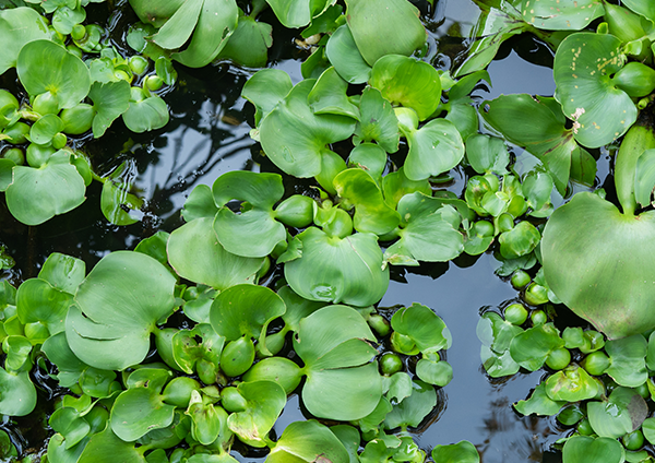 Water hyacinth