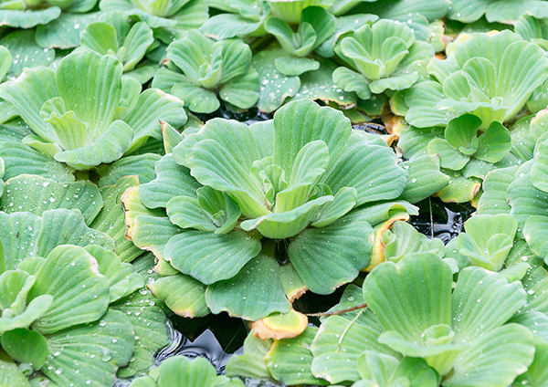 Water lettuce