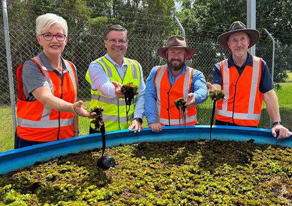 Weevil breeding facility