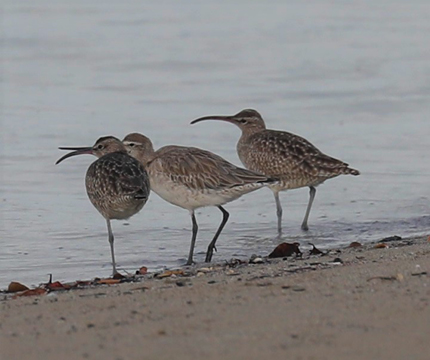 Whimbrel - image captured and supplied by Cecile Espigole. 