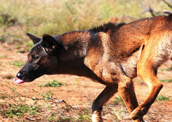 Wild Dog