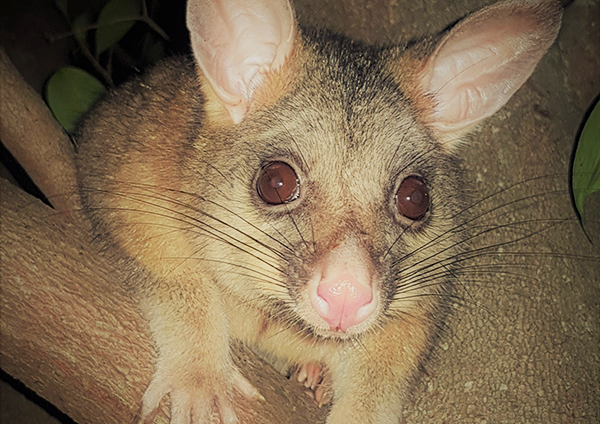 Ringtail Possum