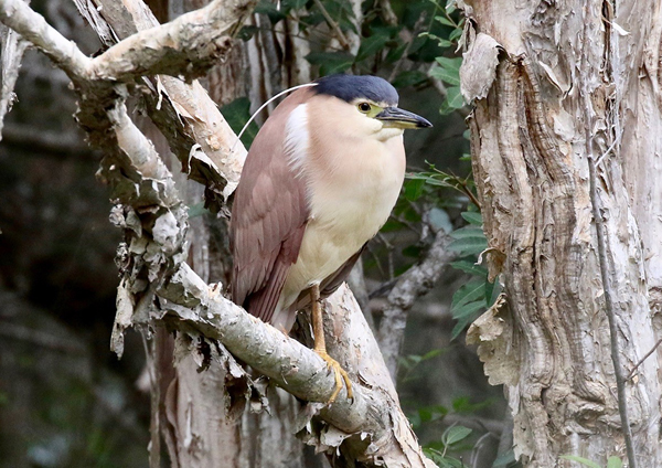Wildlife talk council image november 2022