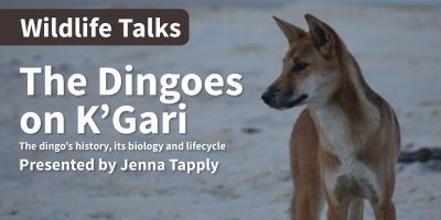 Wildlife talk dingoes