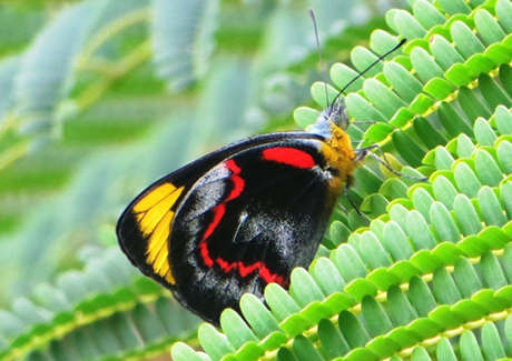 Wildlife talk ruby september 2022 council event image