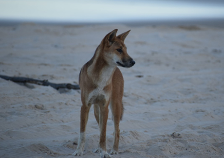 Wildlife talk the dingoes on k gari 460x325