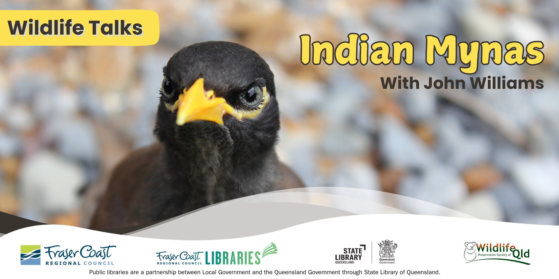 Indian Mynas
