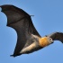 grey-headed flying fox