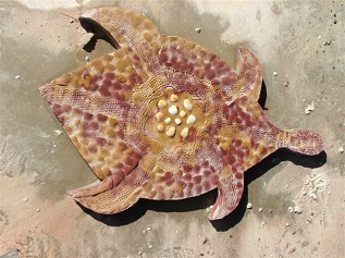 Aboriginal art turtle